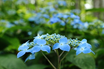 ガクアジサイ