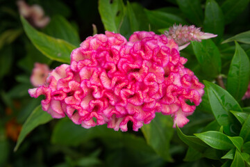 Pink Celosia argentea flower in garden