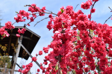 Fototapeta premium pink plum