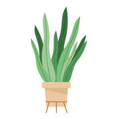 houseplant in pot