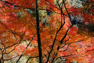 autumn leaves in Kyoto