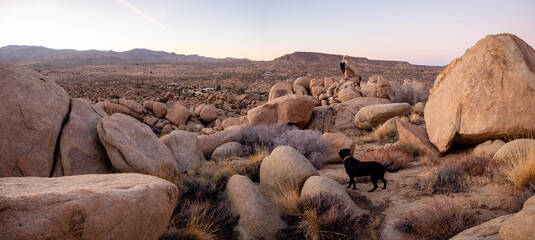 Black labrador retriever climbing among boulders in Yucca Valley, California desert © Jennifer Jean