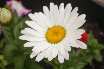 Fototapeta premium White daisy after a thunder storm