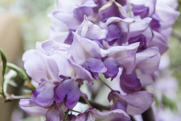 Purple wisteria vine in the deep south