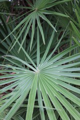Green Palm Frond