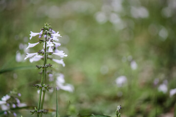 Blooming purple wildflowers by the many