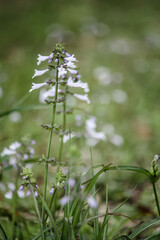 Blooming purple wildflowers by the many