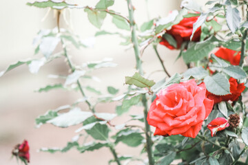 Romantic red rose in the garden