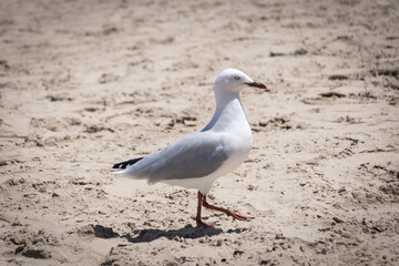 seagull on the beach