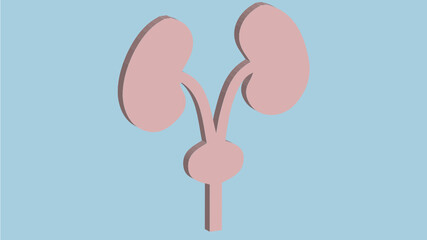 Kidneys illustration 