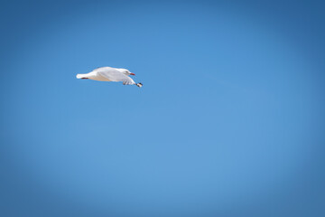 paragliding in the sky