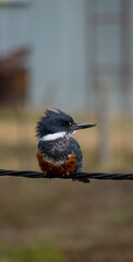 black capped kingfisher