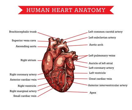Human heart anatomy, vector sketch medicine aid scheme of body organ parts names, cardiology treatment. Engraved heart with arteries and cardiac veins, medical visual aid poster for hospital or clinic