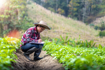 Farmer sitting recording the growth and health of potato in field, Agribusiness concept.