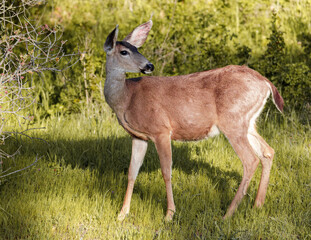 Naklejka na ściany i meble Columbian black-tailed deer looking back. Edgewood Park, San Mateo County, California, USA.