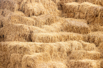 Square golden wheat hay bale background