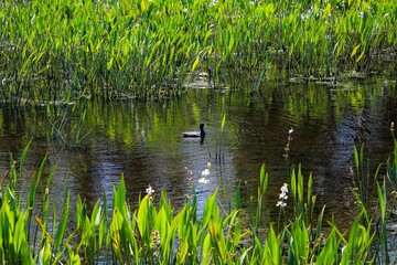 Obraz premium American Coots aka Fulica americana