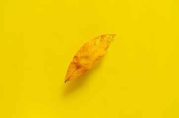 A dry leaf on yellow background. Minimal fall season concept.