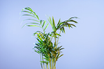 Fototapeta premium Top of a palm plant on a blue background. Indoor palm tree on a blue background.