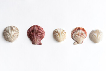 Various shells on a white backdrop. Natural marine theme background with copy space.