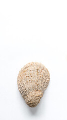 Sea shell on a white backdrop. Natural marine theme background with copy space.