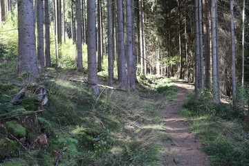 Wald Waldweg Fichten Fichtenwald Nutzwald Sommer wandern Forstweg