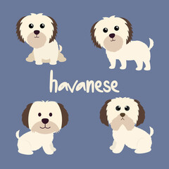 Set Character Animal In Various Poses Of Cute Havanese Dog Is Sitting, Sleep, and Jumping. Vector Illustration