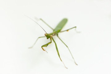 Macro shallow depth of field photo with focus on green praying mantic face