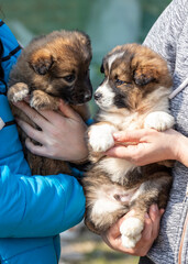 Obraz premium Outdoor portrait of two small mixed-breed puppies.