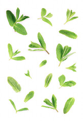 Fresh mint leaves on the white background