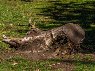 uprooted tree stump in a spring park on a sunny day