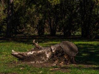 Fototapeta na wymiar uprooted tree stump in a spring park on a sunny day