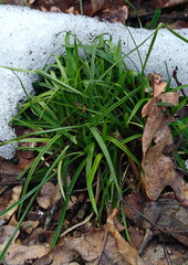 grass  in the snow