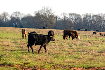 Black calf walking with herd in background