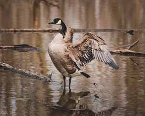 Goose on the water 