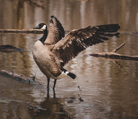 goose in flight