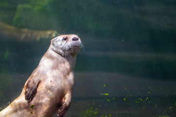 otter in a water tank