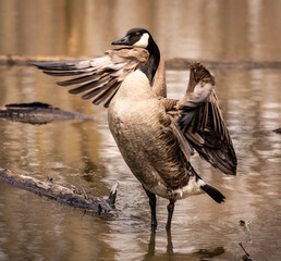 Canadian Goose spreading her wings