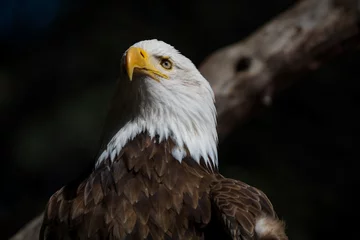 Foto op Plexiglas american bald eagle © Iktwo