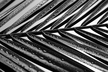 Palm leaf on dark background, closeup