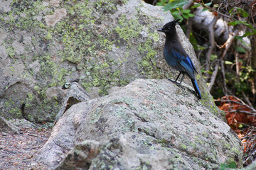 Blue Stellar's jay bird standing on boulder in Rocky Mountain National Park, CO