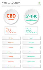 CBD vs ∆9-THC, Cannabidiol vs Delta 9 Tetrahydrocannabinol vertical business infographic illustration about cannabis as herbal alternative medicine and chemical therapy, healthcare and medical vector.