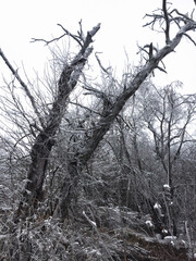 Trees and branches coated in ice after an ice storm