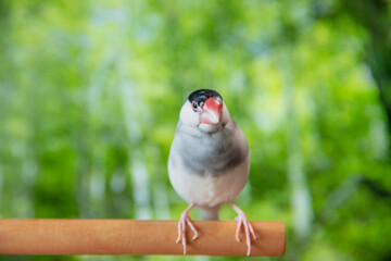 森の中の桜文鳥のオス