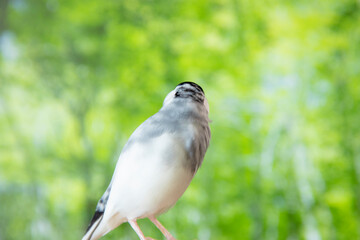 森の中の桜文鳥のオス