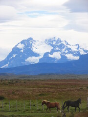 Naklejka premium Horses and the mountains, Puerto Natales, Patagonia, Chile. 