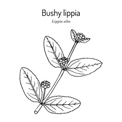 Bushy lippia, or pitiona, Lippia alba , medicinal plant