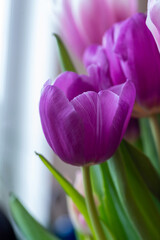 Blooming tulip close-up on a blurred background. 