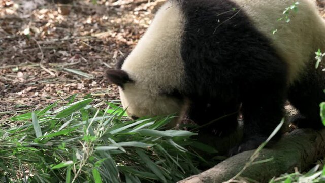 Giant panda young adult cub walks around forest, finds bamboo stem branches and leaves, takes in paws, sits on back and starts to eat. Cute hungry animal gets favorite food and enjoys life endangered.