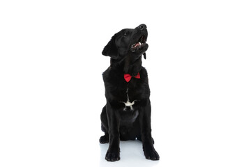 labrador retriever dog barking, wearing a red bowtie